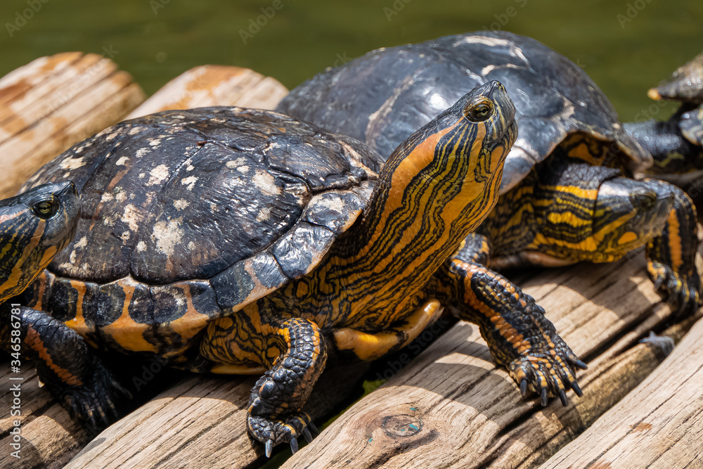 Obraz premium Freshwater aquatic turtles