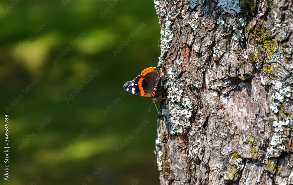 Portrait of a orange butterfly on tree bark in summer nature background Portrait of a orange butterfly on tree bark in summer nature background