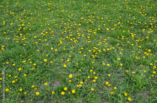 Yellow bright flowers dandelions blooming on green grass background of spring meadows. Outdoors and natural environment.