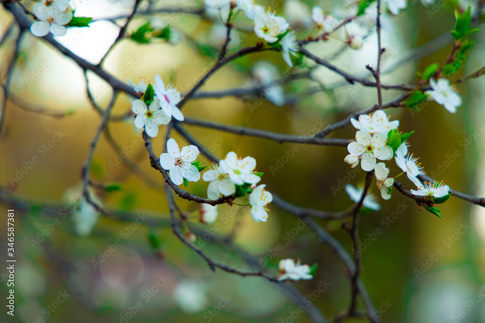 tree branches foliage white flowers blooming April month spring time tree branches foliage white flowers blooming April month spring time