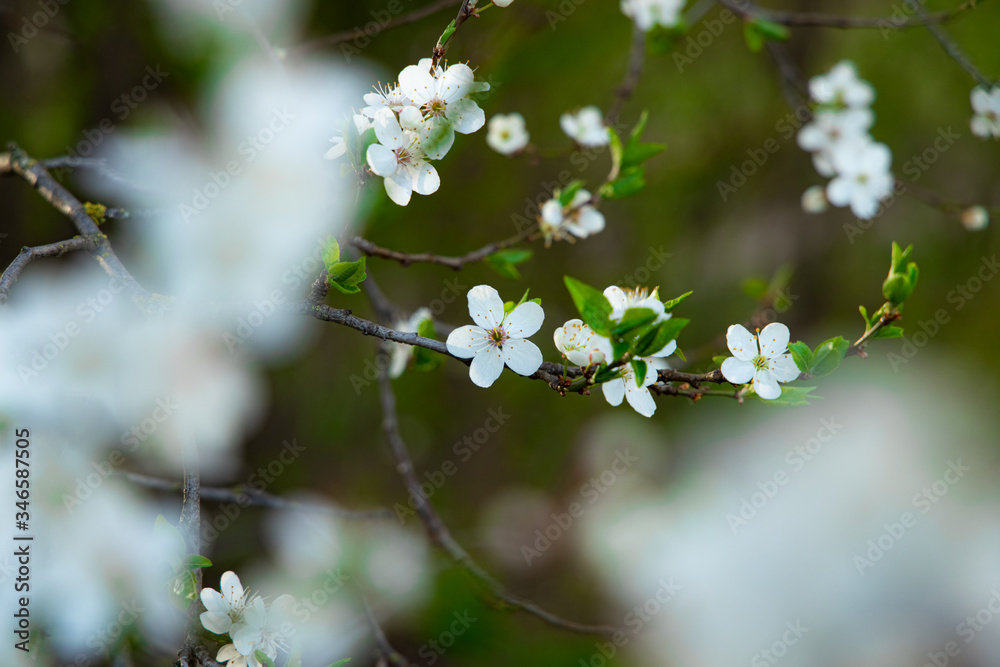 spring blossom season nature beautiful photography of white flowers on garden branches in natural unfocused frame foreground space spring blossom season nature beautiful photography of white flowers on garden branches in natural unfocused frame foreground space