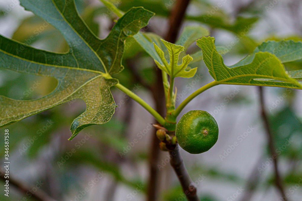 Small Fig Fruits on The Branch Close Up Small Fig Fruits on The Branch Close Up
