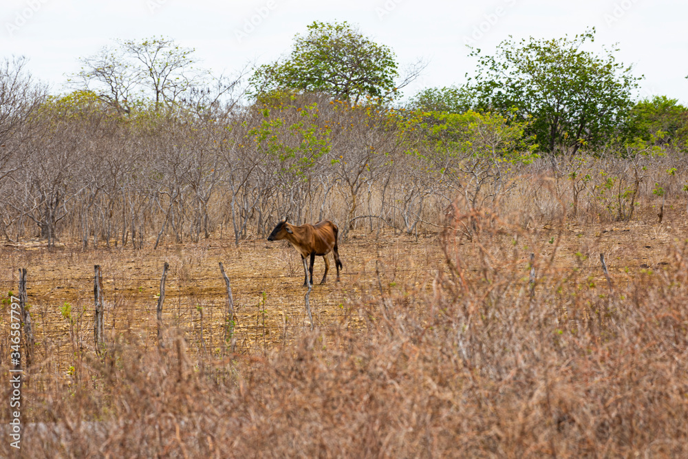 Fototapeta premium natureza
