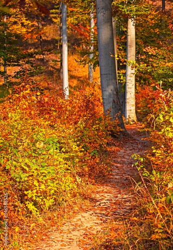 Pathway in the forest at au...