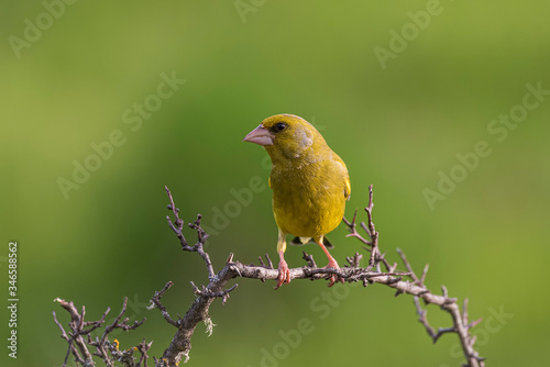 greenfinch perched hawthorn branch with unfocused background