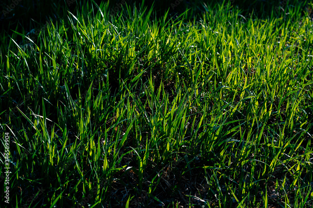 green grass in sunlight closeup green grass in sunlight closeup