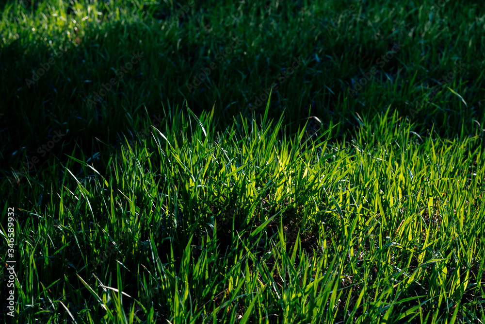 green grass in sunlight closeup