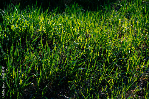 green grass in sunlight closeup