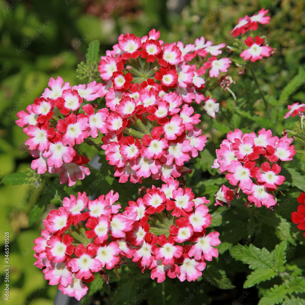 Verbena hybrida rouge et blanche