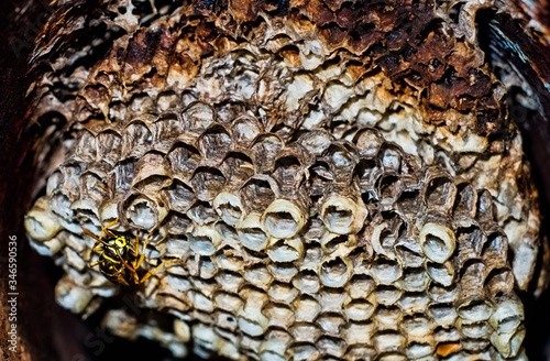 Golden wasp in the nest