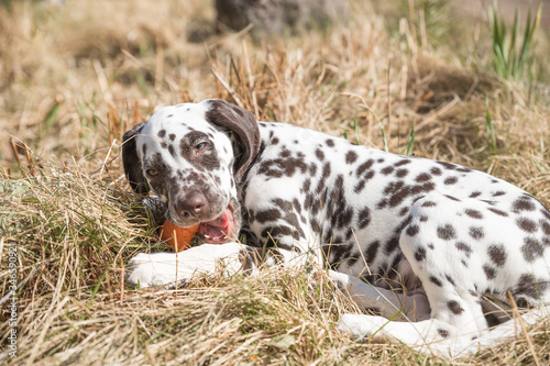 Foto 2-month happy dalmatian puppy eating carrot outdoors