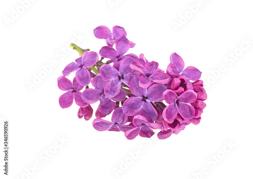 Fototapeta Naklejka Na Ścianę i Meble -  Flowering branch of lilac. isolated on white background
