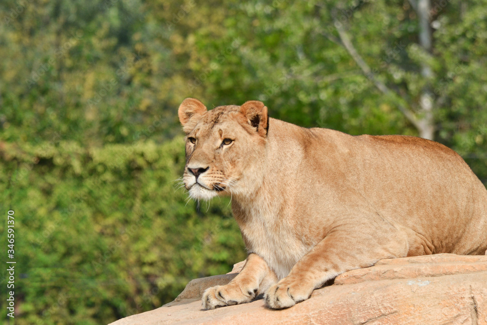 leone leonessa safari africa parco attacco leone leonessa safari africa parco attacco