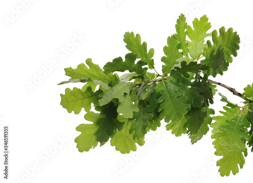Young oak leaves on branch, green foliage isolated on white background