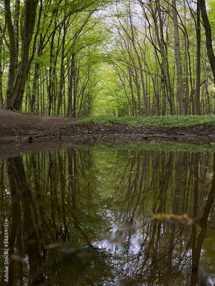 Obraz premium river in the forest