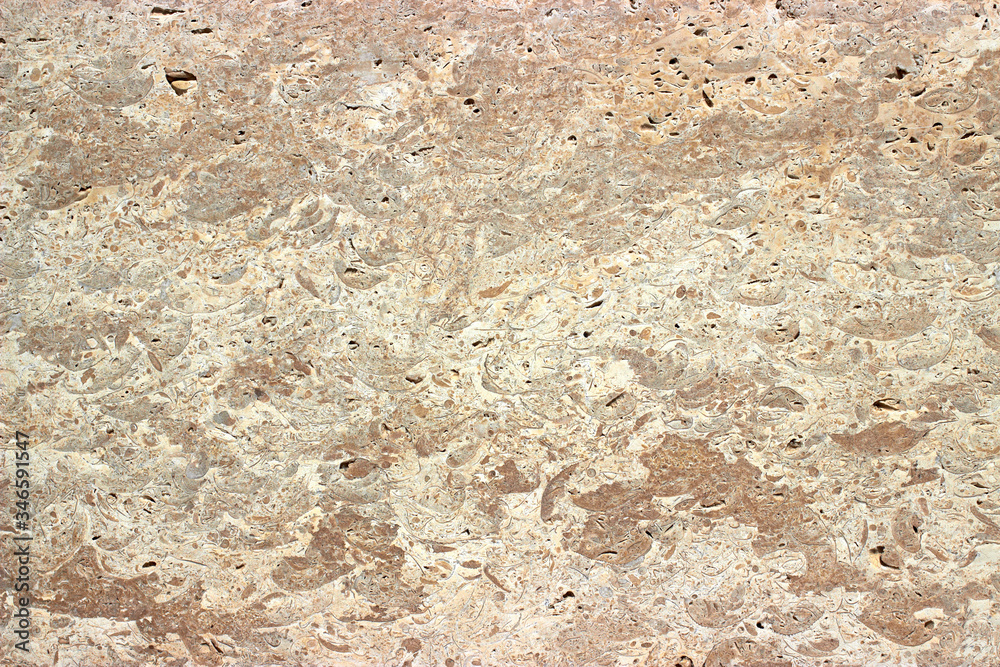 shell rock texture shell rock texture