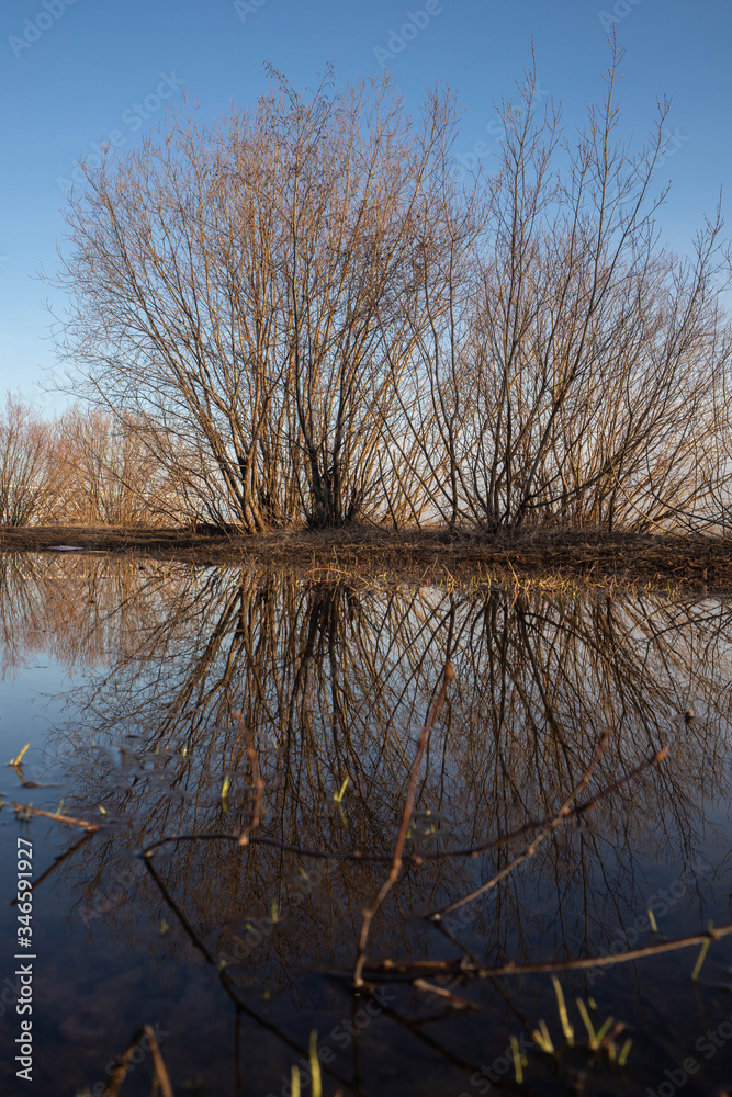 Arkhangelsk. Spring evening on the Bank of the Northern Dvina river. Reflection of willow bushes in puddles. Arkhangelsk. Spring evening on the Bank of the Northern Dvina river. Reflection of willow bushes in puddles.