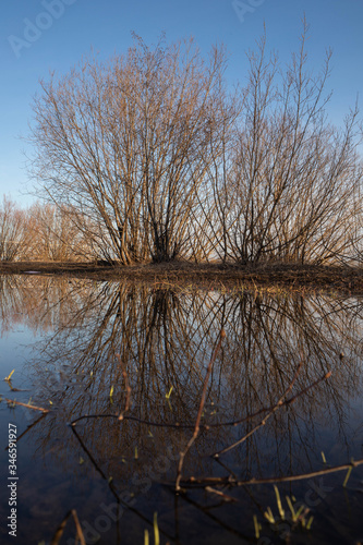 Arkhangelsk. Spring evening on the Bank of the Northern Dvina river. Reflection of willow bushes in puddles.