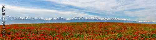 Allphotokz Poppy 20150510 3001 5DM3 PS