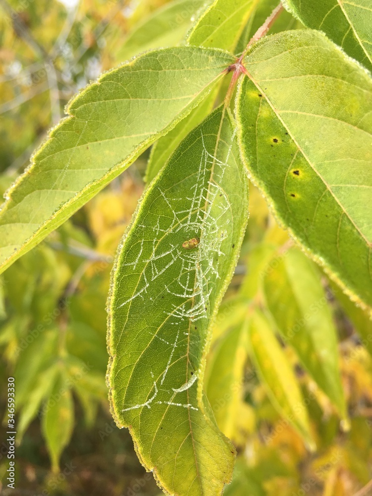 The first autumn frost. A spider web with a spider covered with hoarfrost. The first autumn frost. A spider web with a spider covered with hoarfrost.