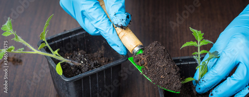 Female hands in gloves using garden tools transplant young tomato seedlings in early spring, shot in close-up during a seedling transplant. Agriculture and vegetable growing. 