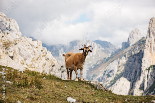 wild goat on a background of mountains. Ruta del Cares - Asturias