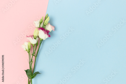 Eustoma flowers on a pink and blue pastel background. Floral composition with place for text.