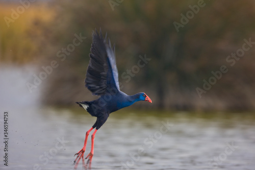 Calamon comun (Porphyris porphyris) photo