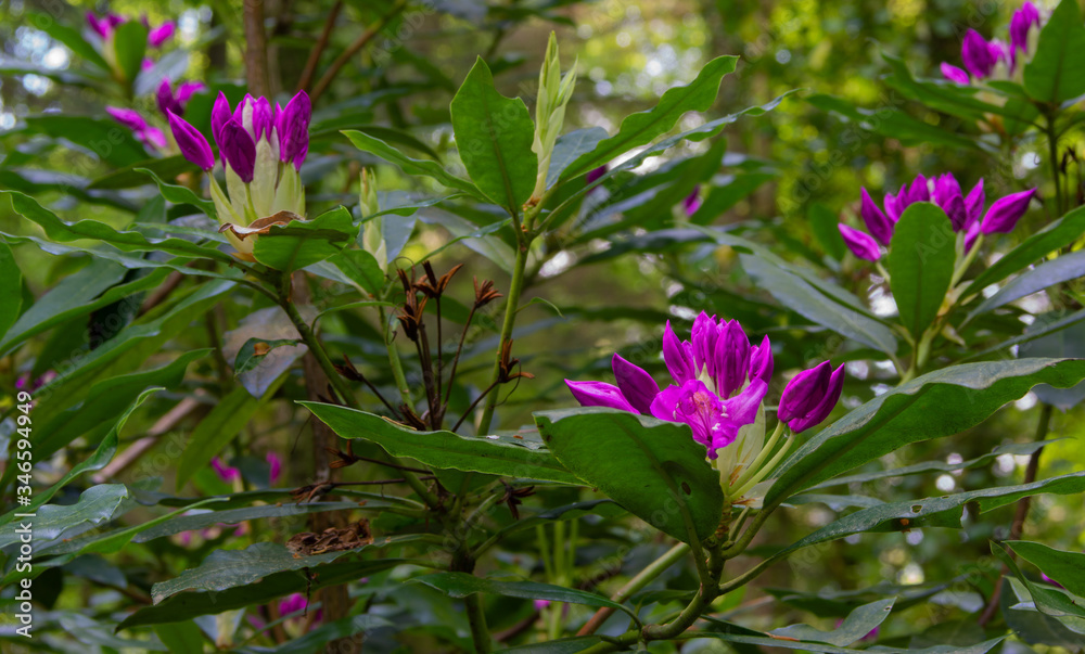 pink flowers in the garden pink flowers in the garden
