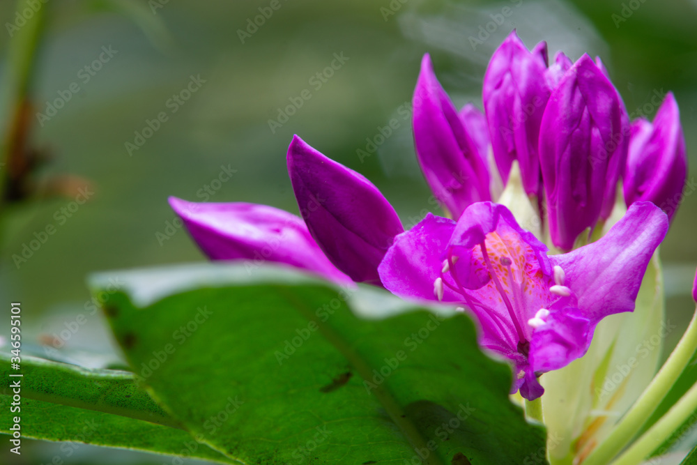 purple flowers