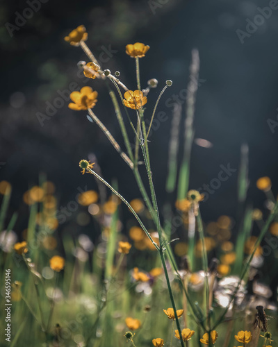 yellow flowers in the field