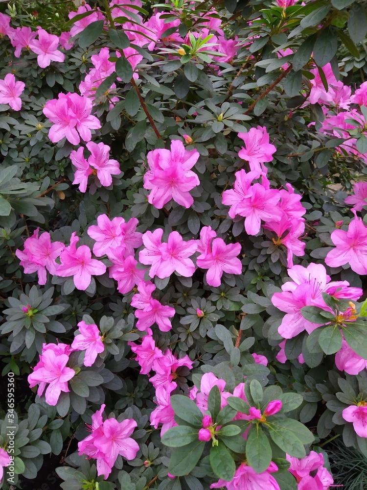 Blooming purple azalea flowers close-up in a botanical garden. Blooming purple azalea flowers close-up in a botanical garden.