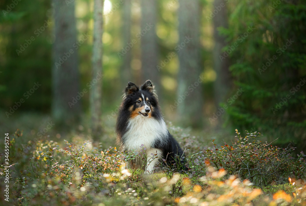 dog in the forest. Pet on the nature. 