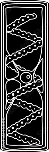 Silhouette of spirogyra (charophyte green algae)