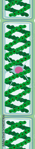 Spirogyra (charophyte green algae) isolated on white background
