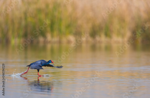 Calamon comun (Porphyris porphyris), photo