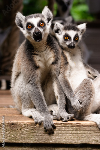 A ring-tailed lemur originating from Madagaskar photographed at a zoo