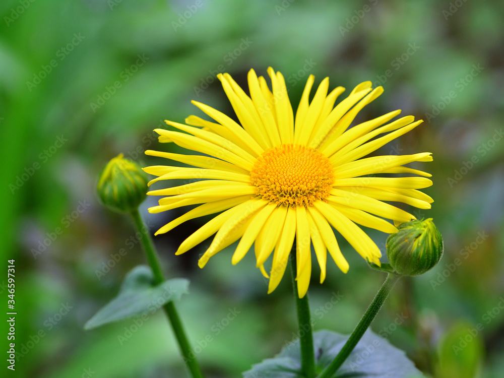 Obraz premium Close-up of Doronicum orientale or leopard's bane with bright yellow flowers. Decorative flowering plant in the garden.