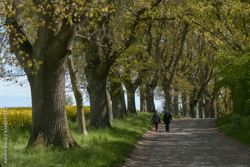 idyllic stroll on a beautiful tree alley in spring, hiking, active leisure