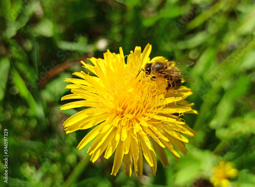 A bee collects nectar and pollen from dandelion flowers.