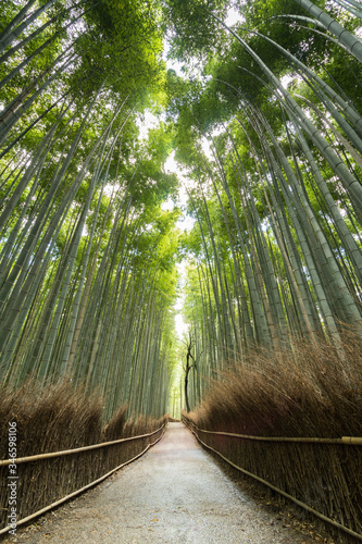 Arashiyama Bamboo Forest in Kyoto, Japan. Shot early in the morning without people in the picture.