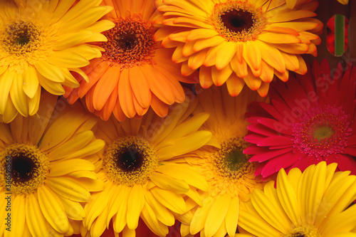 Gerbera jamesonii is a species of flowering plant in the genus Gerbera. It is indigenous to South Eastern Africa and commonly known as the Barberton daisy