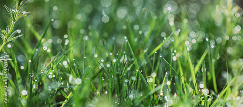 Drops of dew on the green grass on a sunny morning. Natural floral texture background. Selective focus, shallow depth of field. Beautiful natural bokeh. panorama