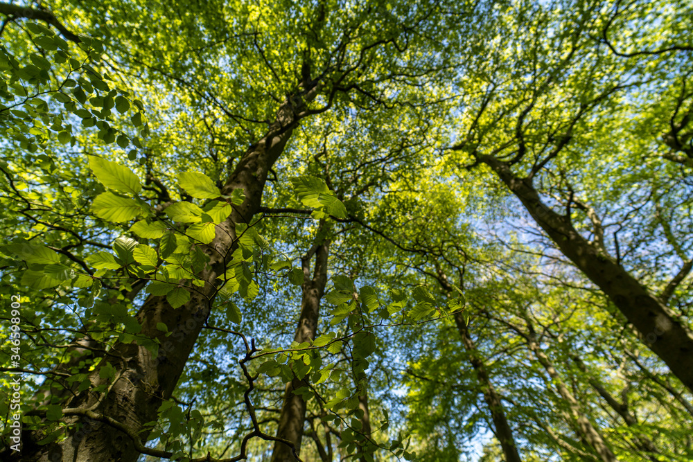 Yellow green tree canopy forest background, Worcestershire UK Yellow green tree canopy forest background, Worcestershire UK