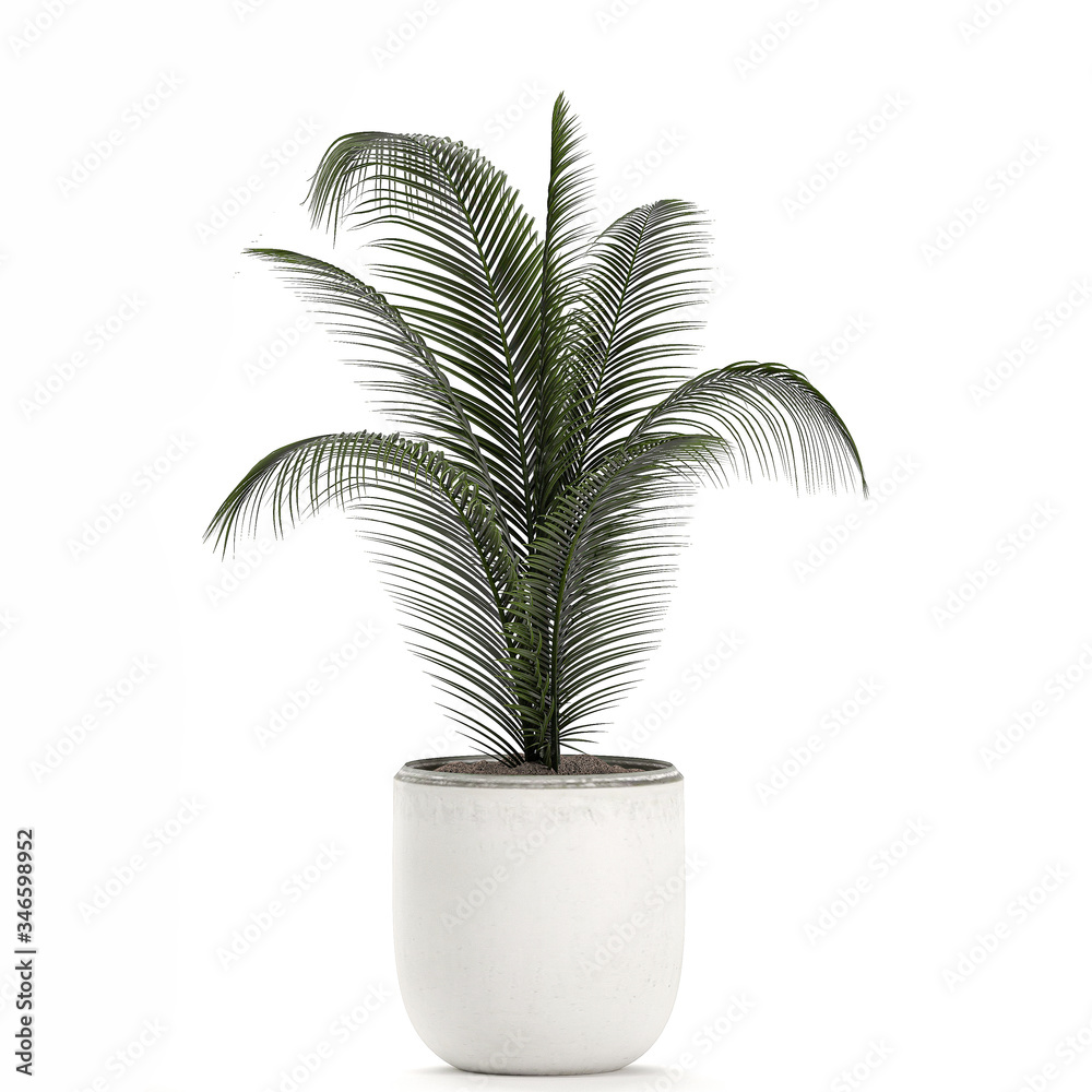 Palm tree in a white pot isolated on white background