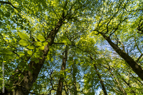 Fototapeta Naklejka Na Ścianę i Meble -  Yellow green tree canopy forest background, Worcestershire UK