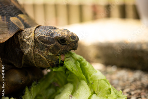 turtle tortoise eating salad head eye green brown 