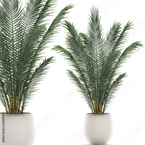 Palm tree in a white pot isolated on white background