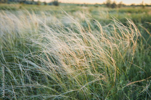 Soft fluffy steppe grass stipa, fluttering in the wind in a summer meadow photo