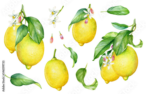 Watercolor illustration of the lemon tree parts. Fruits, leaves and flowers